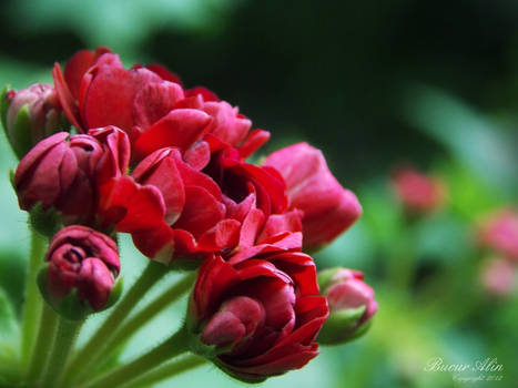 Red flower