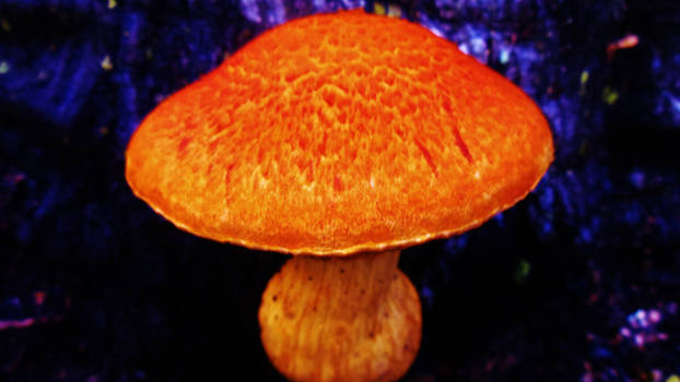 Mushroom