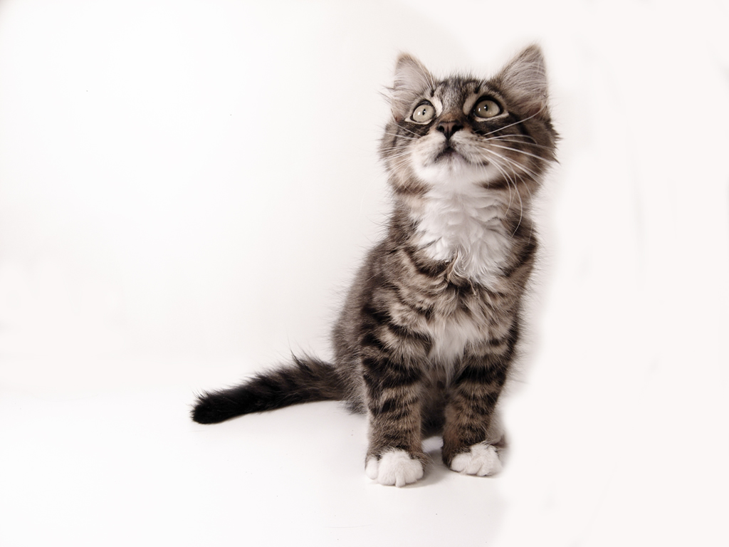 Cat Stock 001 by PC-STOCK