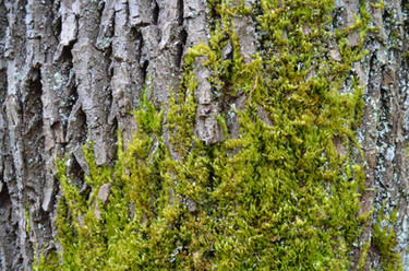 Maple Bark and Moss