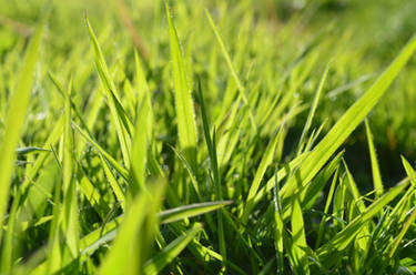 Grass I