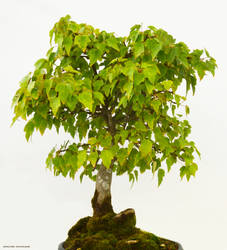 Bonsai Tree Stock 001