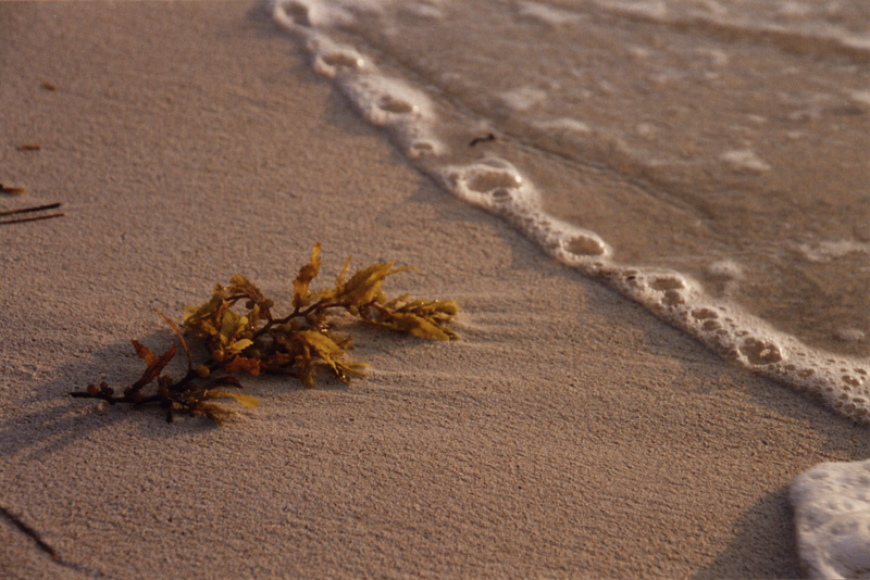 Sargassum