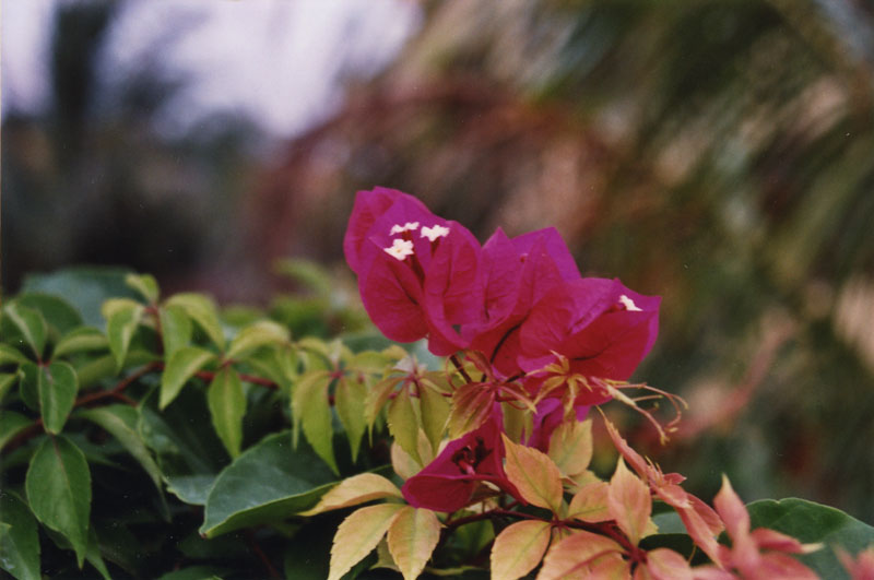 Bougainvilla