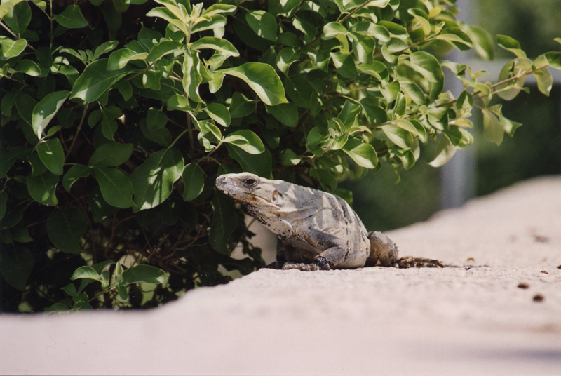 Wild Iguana