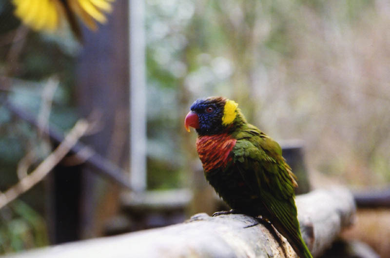 Lorikeet