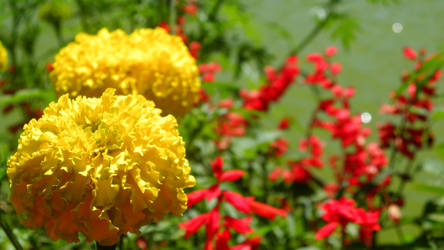 Yellow and Red