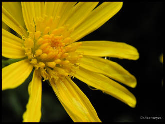 After-storm Yellow