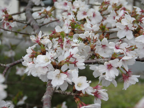 White Cherry Blossom