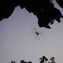 Spider Silhouette