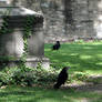 Cemetery and Crows-Stock-by-GothLyllyOn-Stock
