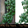 PNG-File-Ivy-Stock-by-GothLyllyOn-Stock