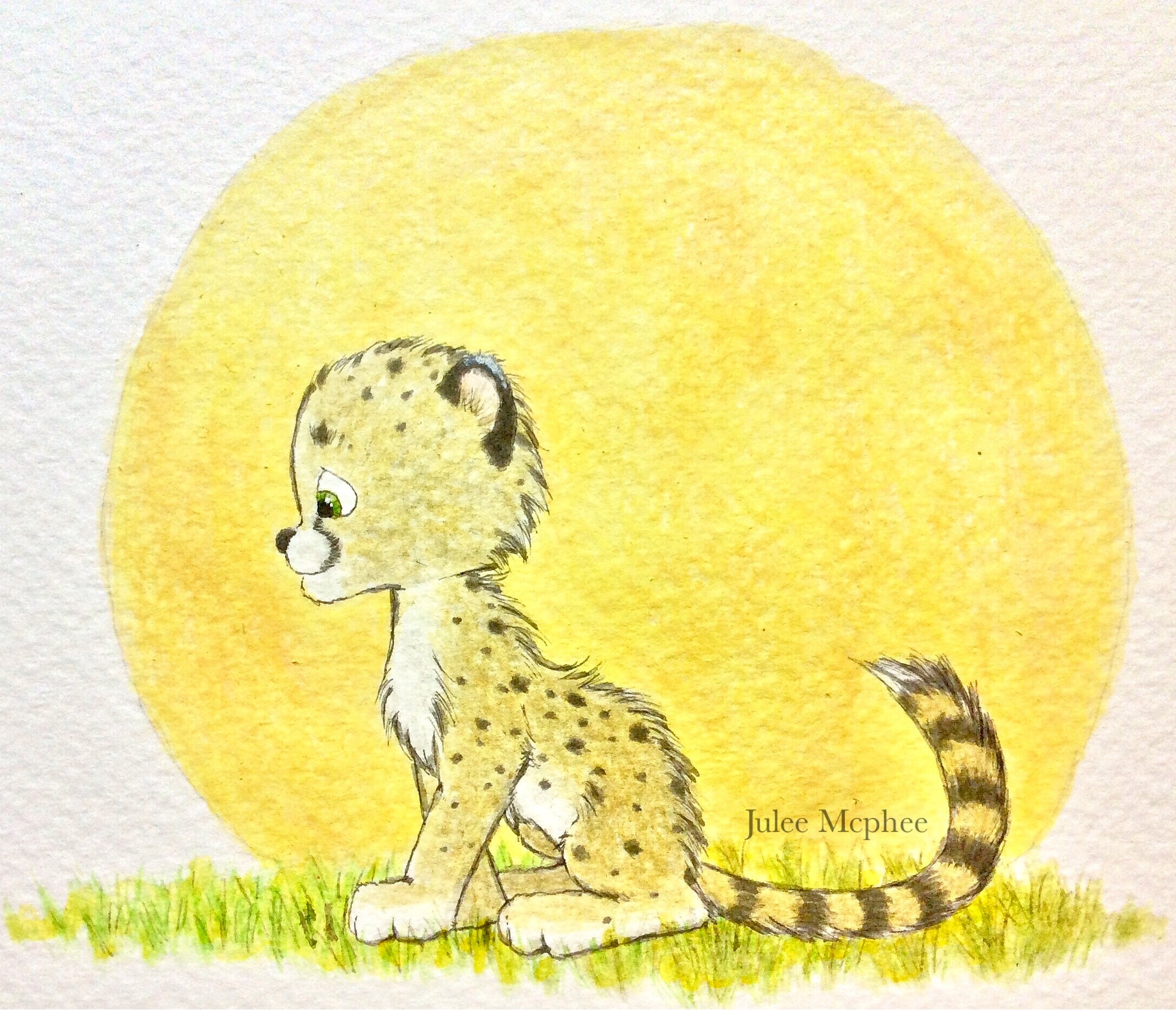 Cheetah cub