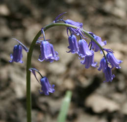 Bluebell