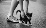 Cat in the Rain by predicttheday