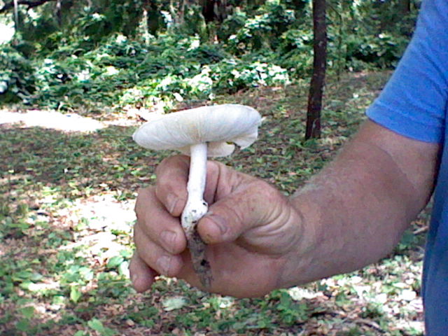 what mushroom is this ?