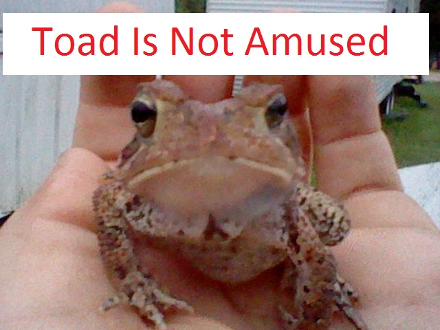 Toad is not Amused