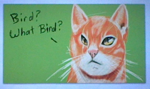 What Bird orange Tabby cat