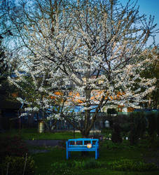 Blue Bench under a Tree