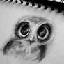 Little Owl