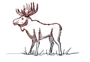 Moose sketch