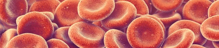 desmesothelialenGewebes1.jpg