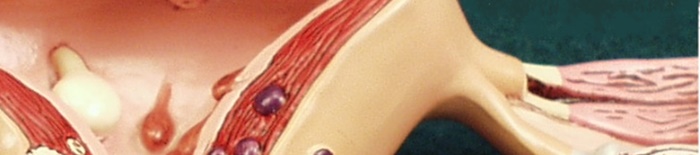 desmesothelialenGewebes1.jpg