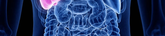 desmesothelialenGewebes1.jpg