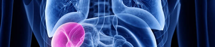 desmesothelialenGewebes1.jpg