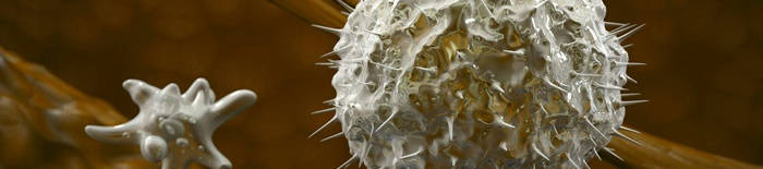 Dermatophytose1.jpg