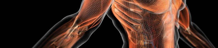 desmesothelialenGewebes1.jpg