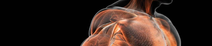 desmesothelialenGewebes1.jpg