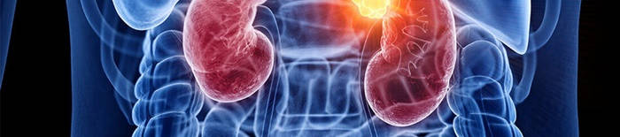 desmesothelialenGewebes1.jpg