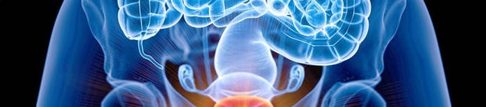 desmesothelialenGewebes1.jpg