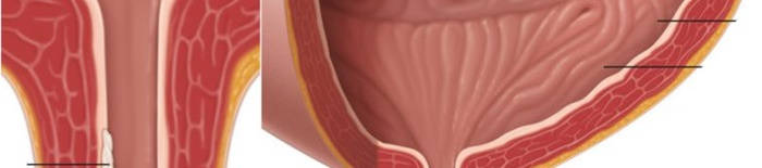 desmesothelialenGewebes1.jpg