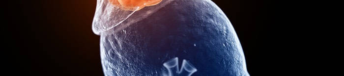 desmesothelialenGewebes1.jpg