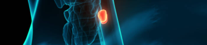 desmesothelialenGewebes1.jpg