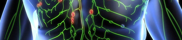 desmesothelialenGewebes1.jpg