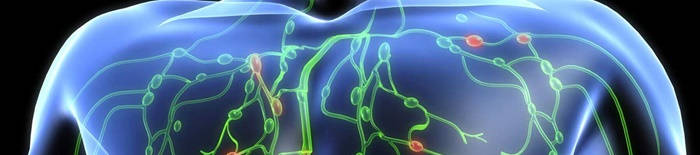 desmesothelialenGewebes1.jpg