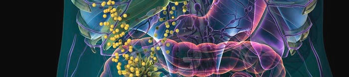 desmesothelialenGewebes1.jpg