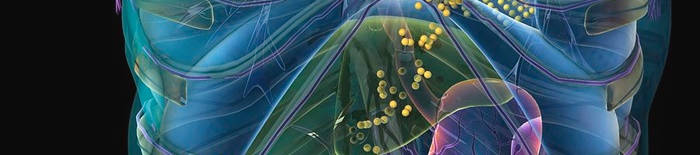 desmesothelialenGewebes1.jpg