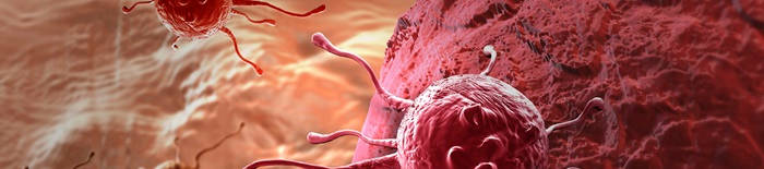 desmesothelialenGewebes1.jpg