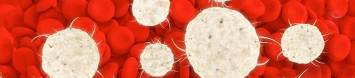 desmesothelialenGewebes1.jpg