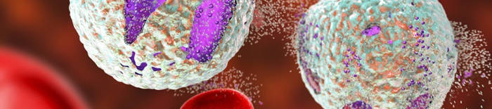 desmesothelialenGewebes1.jpg