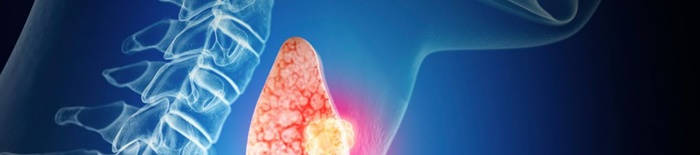 desmesothelialenGewebes1.jpg