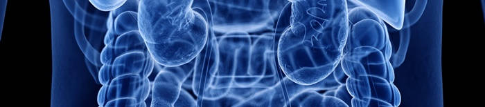 desmesothelialenGewebes1.jpg