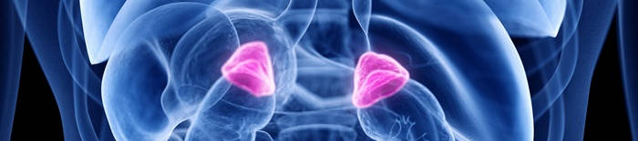 desmesothelialenGewebes1.jpg