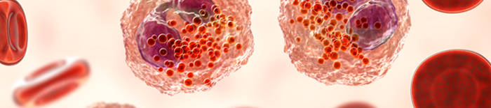 desmesothelialenGewebes1.jpg