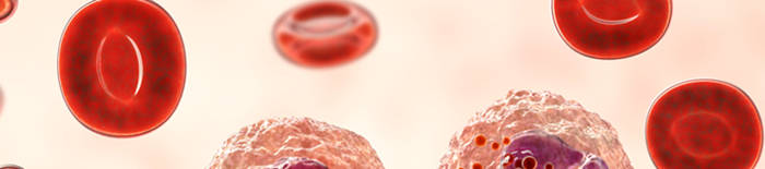 desmesothelialenGewebes1.jpg