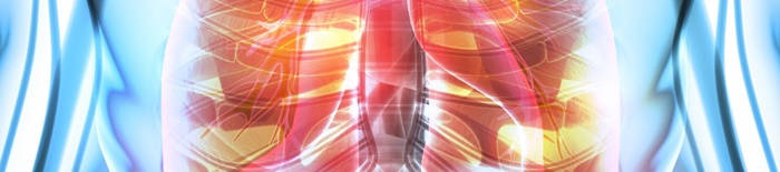 desmesothelialenGewebes1.jpg